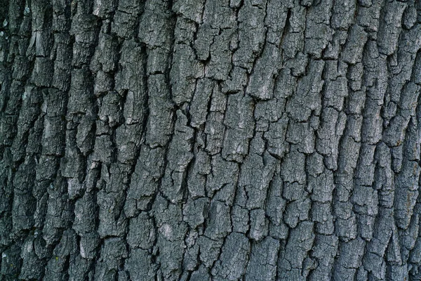 Dry tree bark texture background — Stock Photo, Image