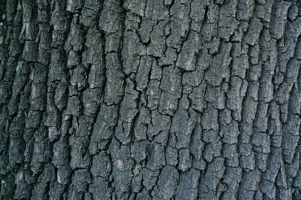 Écorce sèche de l'arbre texture fond — Photo