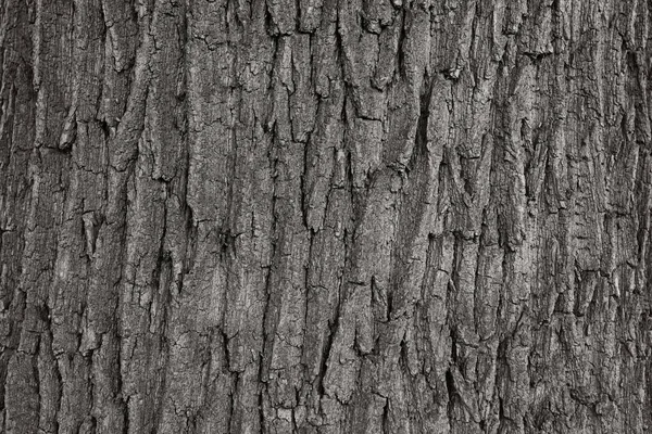 Kuru ağaç kabuğu dokusu ve arka plan, doğa kavramı — Stok fotoğraf