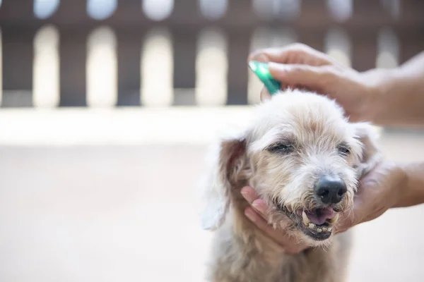 Klíšťaty a blechami prevence pro psa — Stock fotografie