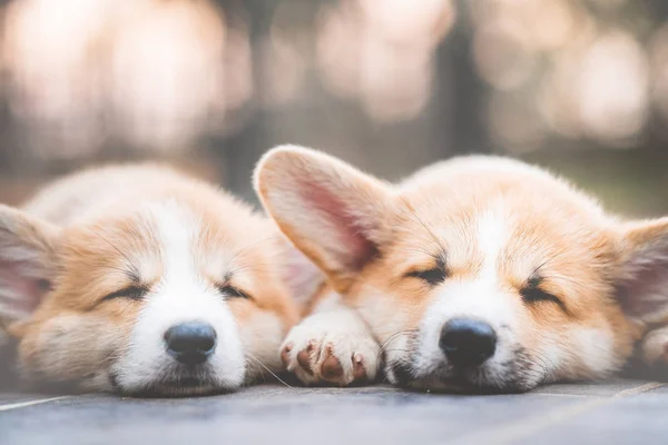 Cute corgi dog puppies lying, relaxing and sleeping in summer su — Stock Photo, Image