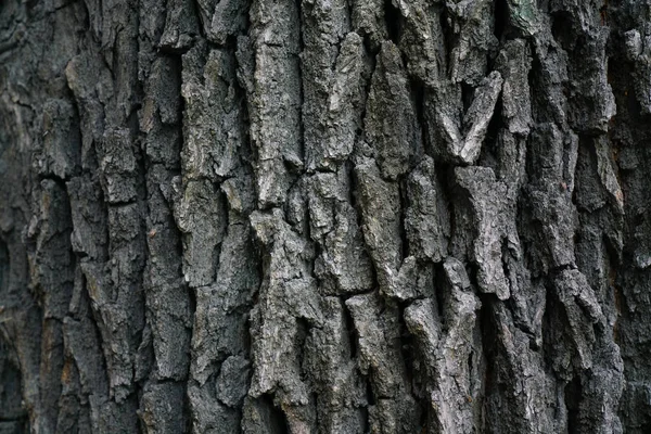 乾いた木の樹皮の質感と背景自然概念 — ストック写真