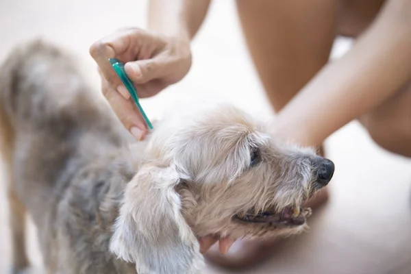 Close-up vrouw het toepassen van teek en vlo preventie behandeling en m — Stockfoto