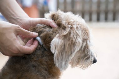 Köpek tasması takan kadın, öldür ve geri püskürt kene ve kaç