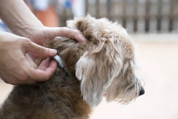 Woman wearing a collar for dog, kill and repel tick and fle — Stock Photo, Image
