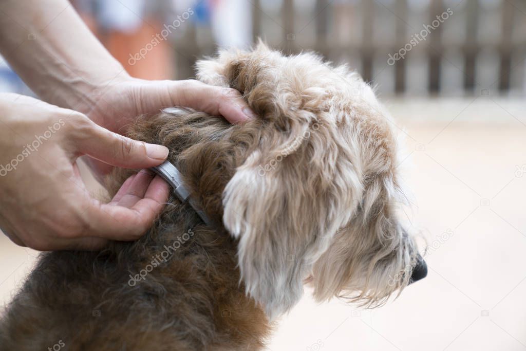 woman wearing a collar for dog, kill and repel tick and fle