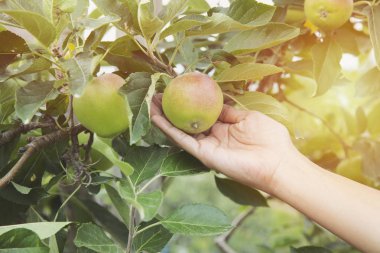 Tarımsal hasat yapan bahçıvanın elmalı fro topladığı el.