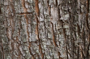 Kuru ağaç kabuğu dokusu ve arka plan, doğa kavramı