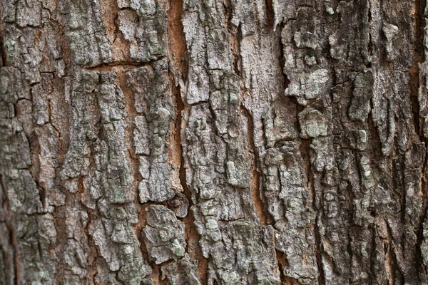 Textur Und Hintergrund Der Trockenen Baumrinde Naturkonzept — Stockfoto