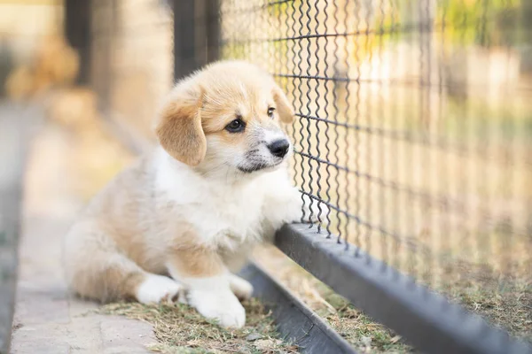 Corgi Puppy Sit Stay Calm Cage Nobody Lonely Cute Dog — Stock Photo, Image