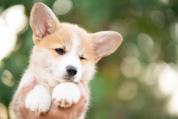 夏の晴れた日に手にコーギー子犬の赤ちゃん犬 — ストック写真