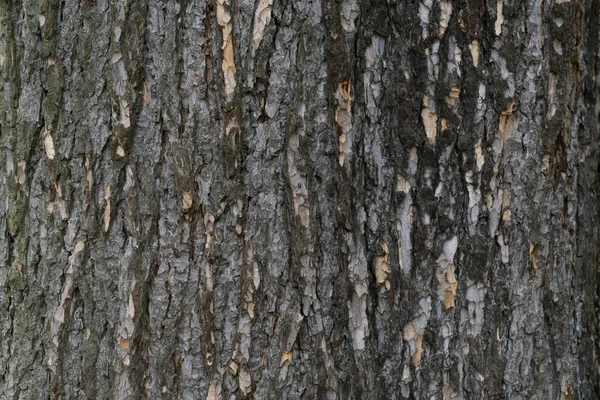 Dry Tree Bark Texture Background Nature Concept — Stock Photo, Image