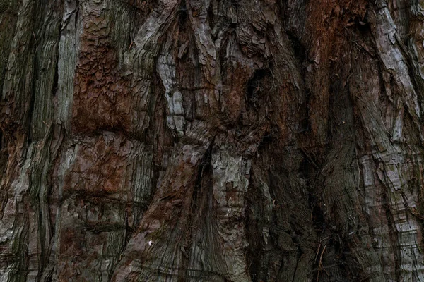 Textura Fondo Corteza Árbol Seco Concepto Naturaleza —  Fotos de Stock