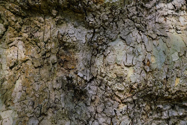 Torr Träd Bark Struktur Och Bakgrund Natur Koncept — Stockfoto