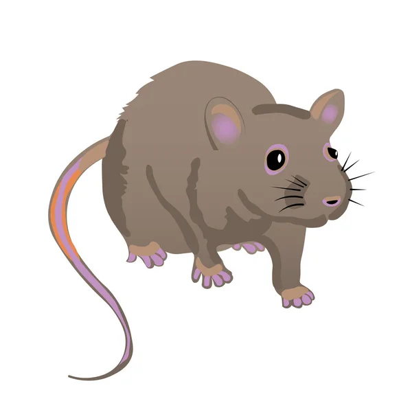 Rat Gris Effrayé Sur Fond Blanc — Image vectorielle