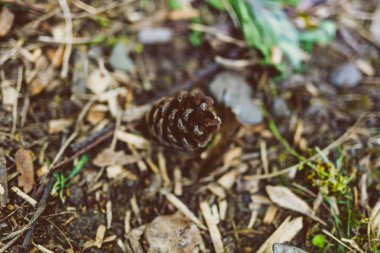 çam kozalağı yerdeki küçük parçalar halinde alan sığ derinlikte vurdu kabuk çevrili