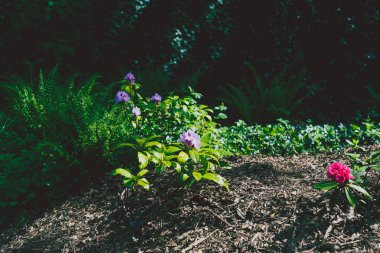 Şehir Parkı alan sığ derinlikte vurdu bahar küçük ormangülü çiçek