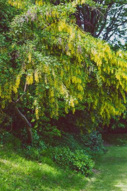 Güzel sarı çiçek açan ağaç bahar şehir parkında Laburnum Voisii altın yağmur
