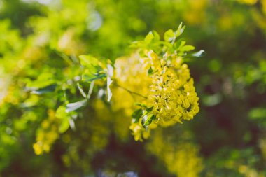 Güzel sarı çiçek açan ağaç bahar şehir parkında Laburnum Voisii altın yağmur