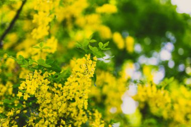 Güzel sarı çiçek açan ağaç bahar şehir parkında Laburnum Voisii altın yağmur
