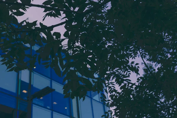 Tree Glass Building Moody Tones Shot Twilight — Stock Photo, Image