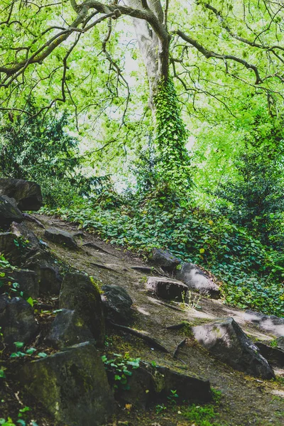 Detail Dřeva Vysokými Zelené Stromy Břečťan Skály Mechem Světlem Vrcholit — Stock fotografie