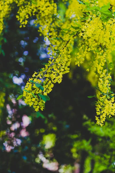 Piękne Żółte Kwitnące Drzewo Laburnum Voisii Złoty Deszcz Parku Miejskim — Zdjęcie stockowe