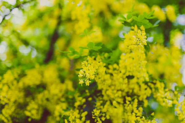 美しい黄色咲く木春の都市公園におけるキバナフジステンド Voisii 黄金の雨 — ストック写真