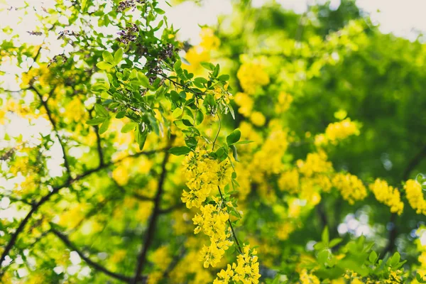 Όμορφο Κίτρινο Ανθίζοντας Δέντρο Laburnum Voisii Χρυσή Βροχή Στο Δημοτικό — Φωτογραφία Αρχείου