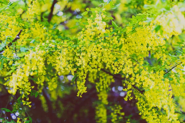 美しい黄色咲く木春の都市公園におけるキバナフジステンド Voisii 黄金の雨 — ストック写真