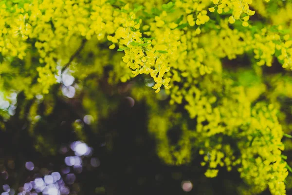美しい黄色咲く木春の都市公園におけるキバナフジステンド Voisii 黄金の雨 — ストック写真