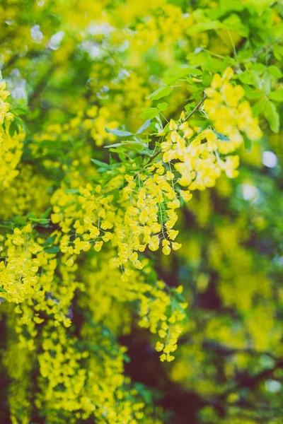 Schöner Gelb Blühender Baum Laburnum Voisii Goldregen Stadtpark Frühling — Stockfoto