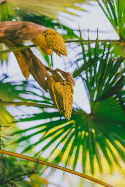palmiye ağaçları ve onların çiçekleri alan sığ derinlikte vurdu