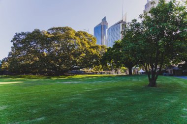 Sydney, Avustralya - 30 Aralık 2014: ayrıntılı olarak Sydney Cbd, liman ve Sydney Cbd gökdelenler ile bir park Kraliyet Botanik Bahçeleri