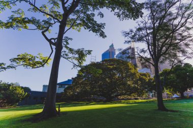 Sydney, Avustralya - 30 Aralık 2014: ayrıntılı olarak Sydney Cbd, liman ve Sydney Cbd gökdelenler ile bir park Kraliyet Botanik Bahçeleri
