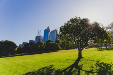 Sydney, Avustralya - 30 Aralık 2014: ayrıntılı olarak Sydney Cbd, liman ve Sydney Cbd gökdelenler ile bir park Kraliyet Botanik Bahçeleri