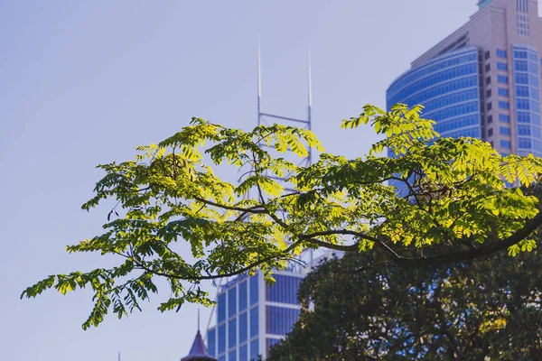Sydney Australien Dezember 2014 Detail Der Königlichen Botanischen Gärten Sydney — Stockfoto