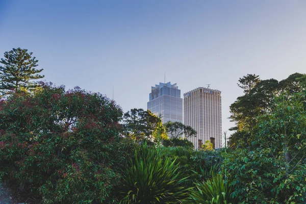 Sydney Australia Diciembre 2014 Detalle Del Real Jardín Botánico Sydney —  Fotos de Stock