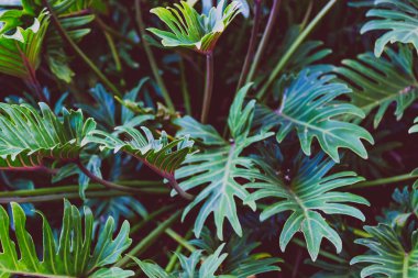 Sydney, yakın çekim yeşil yaprakları kadeh tropikal palmiye ağaçları