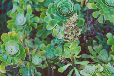 etli bitkiler tropikal görünümlü şehir parkında yaz Sydney, Avustralya