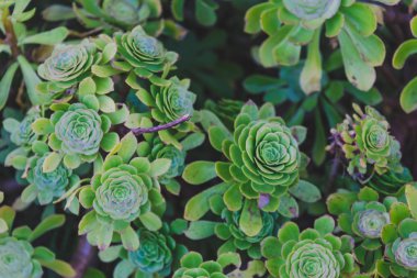etli bitkiler tropikal görünümlü şehir parkında yaz Sydney, Avustralya