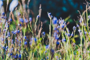 tropikal görünümlü kütükler ve Sidney, Avustralya Şehir Parkı yaz aylarında çiçeklenir