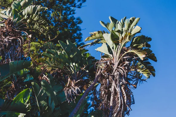 Palme Tropicali Nel Parco Cittadino Sydney Australia — Foto Stock