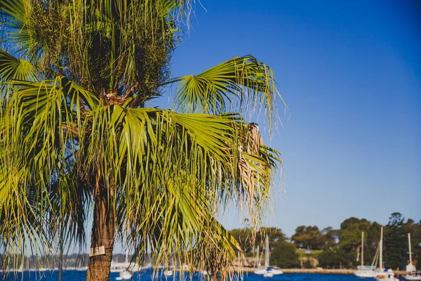 tropical palm trees in city park in Sydney, Australia