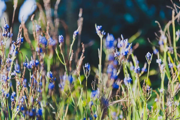 tropikal görünümlü kütükler ve Sidney, Avustralya Şehir Parkı yaz aylarında çiçeklenir