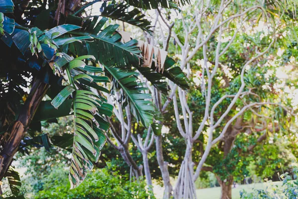 ayrıntı ağaçlar ve bitki örtüsü Şehir Parkı Sydney, Avustralya
