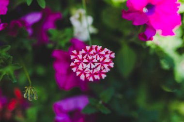 renkli karışık çiçekli alan sığ derinlikte vurdu