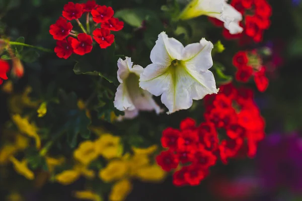 Πολύχρωμα Λουλούδια Μικτή Πυροβόλησε Στο Ρηχό Βάθος Πεδίου — Φωτογραφία Αρχείου