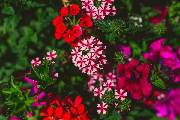 renkli karışık çiçekli alan sığ derinlikte vurdu