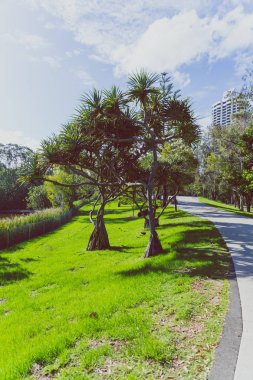 Gold Coast, Avustralya - 7 Ocak 2015: ayrıntı görünümü Surfers Paradise Les Rodgers Memorial Park tropik bitkiler ve ağaçlar